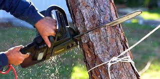 Best Commercial Tree Services  in Porterville, CA