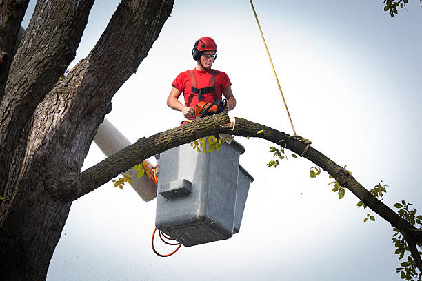 Best Storm Damage Tree Cleanup  in Porterville, CA